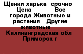 Щенки харька! срочно. › Цена ­ 5 000 - Все города Животные и растения » Другие животные   . Калининградская обл.,Приморск г.